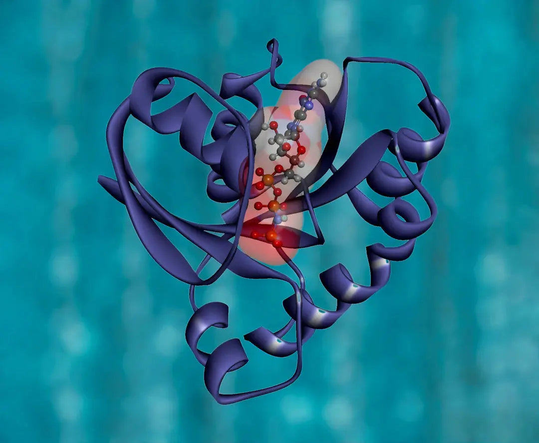 Debunking Common Myths about Protein Intake